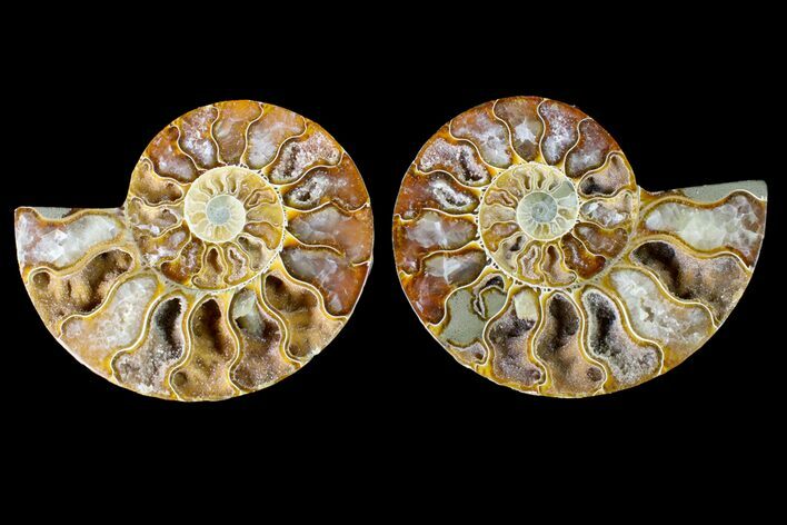 Agatized Ammonite Fossil - Crystal Filled Chambers #145996